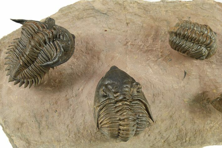 Two Metacanthina Trilobites With Reedops - Lghaft, Morocco #284059